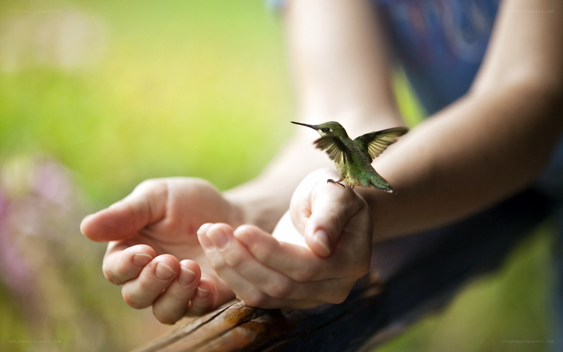 hummingbird on a hand