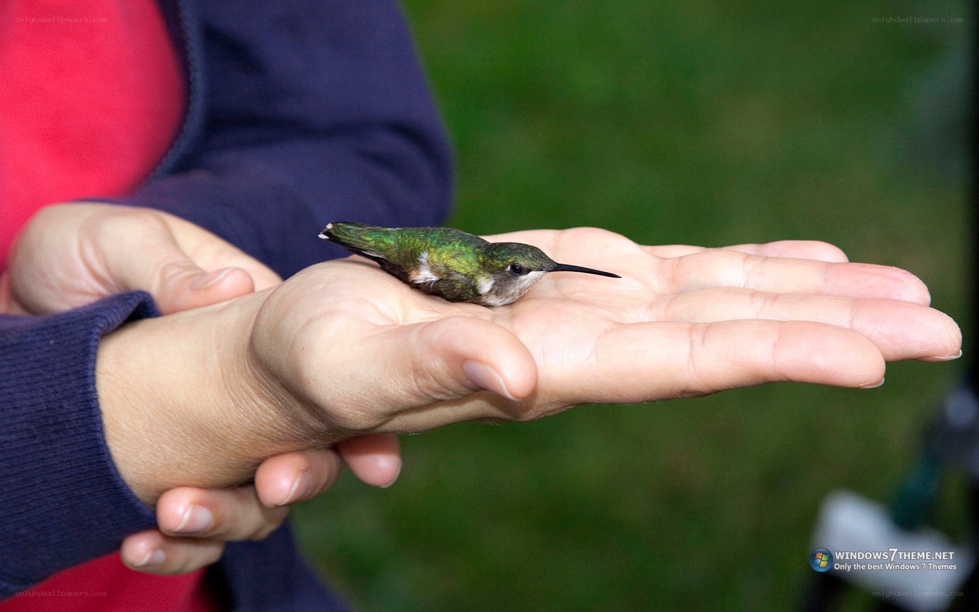 hummingbird on a hand