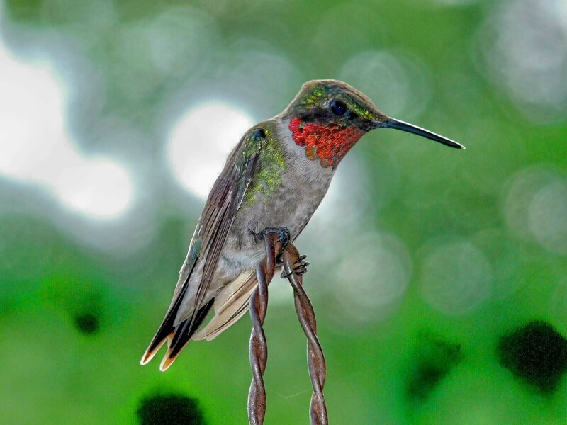 hummingbird on a perch