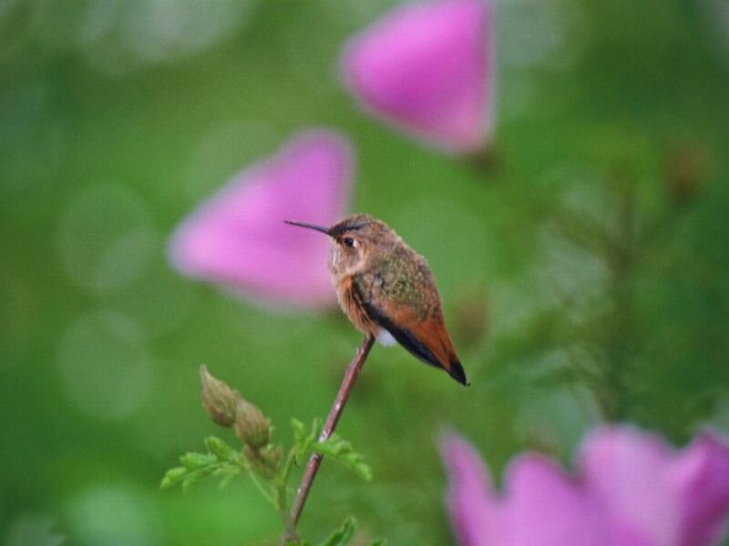 Hummingbird on a Stem