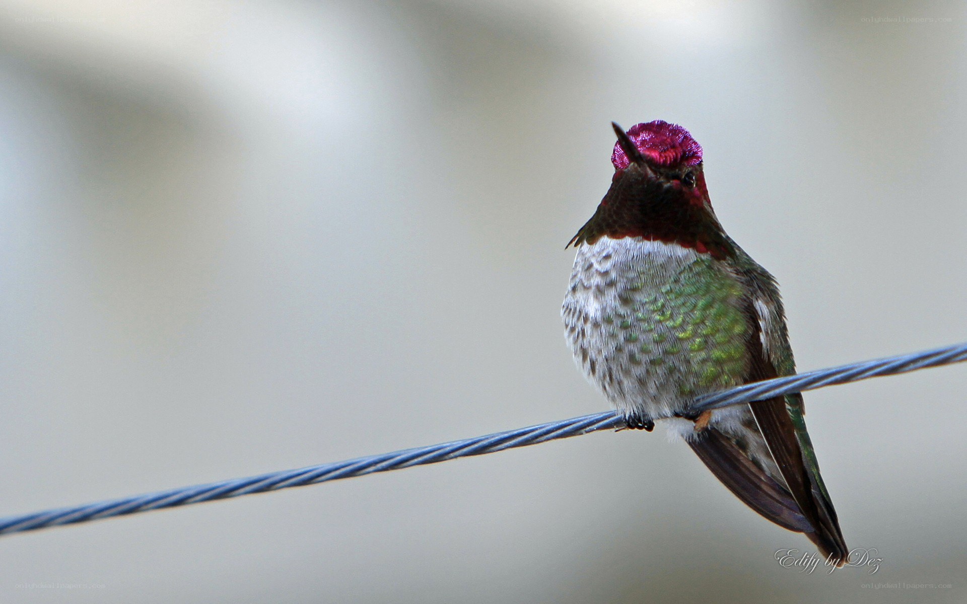 hummingbird on a wire