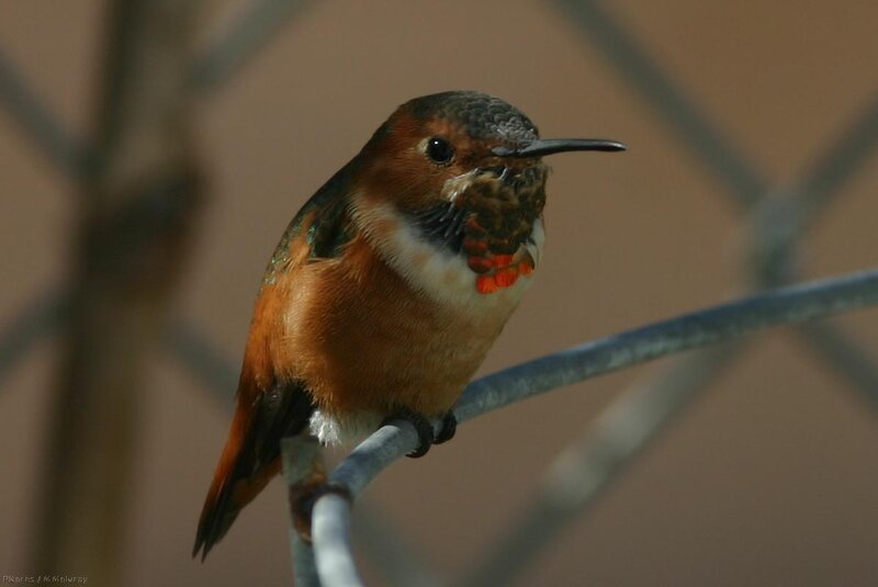 hummingbird on a wire