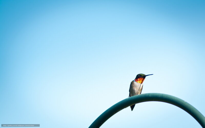 hummingbird on a wire