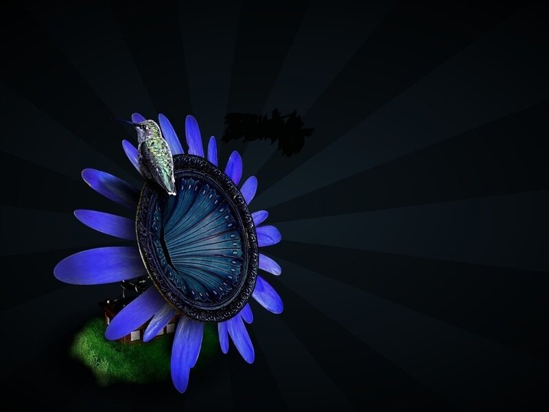 Hummingbird on Blue Flower
