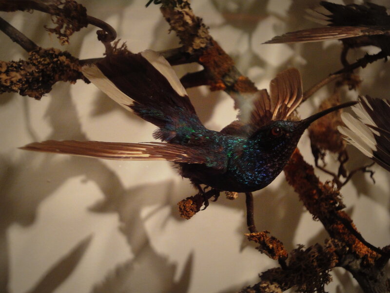 Hummingbird on Branch — Black
