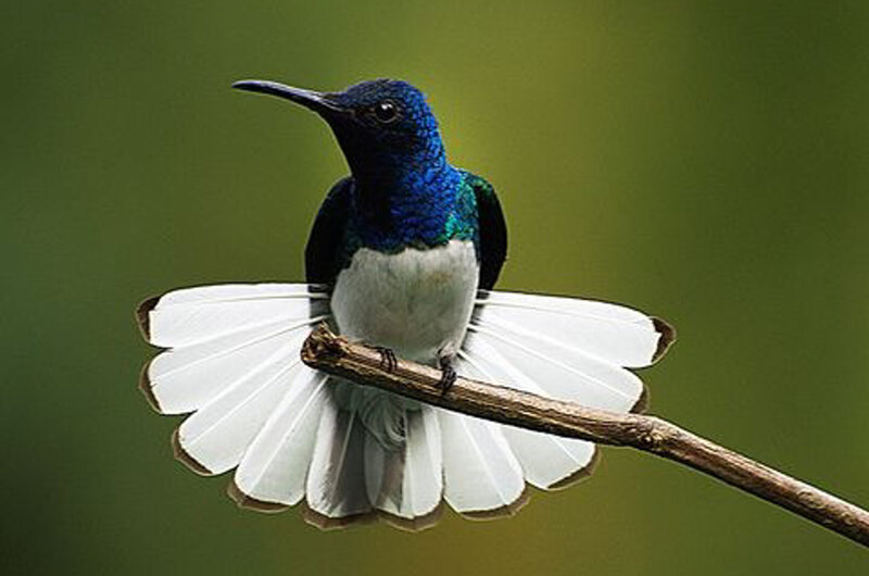 Hummingbird on Branch — Blue, Calm