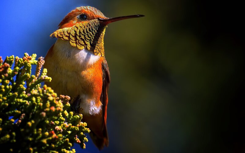 Hummingbird on Branch — Blue, Dramatic