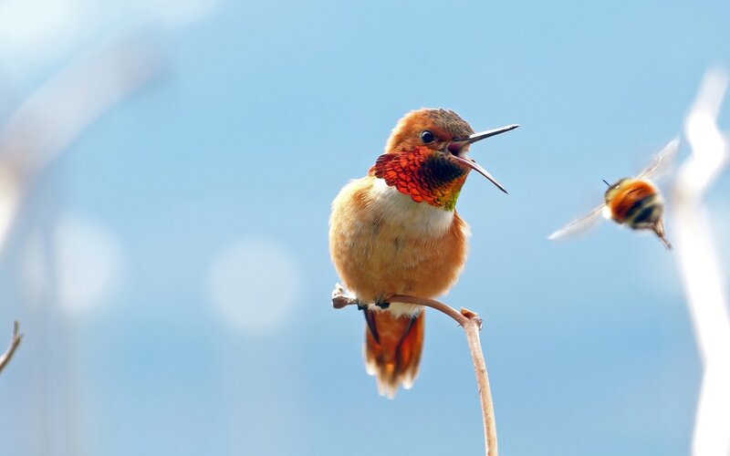 Hummingbird on Branch — Blue