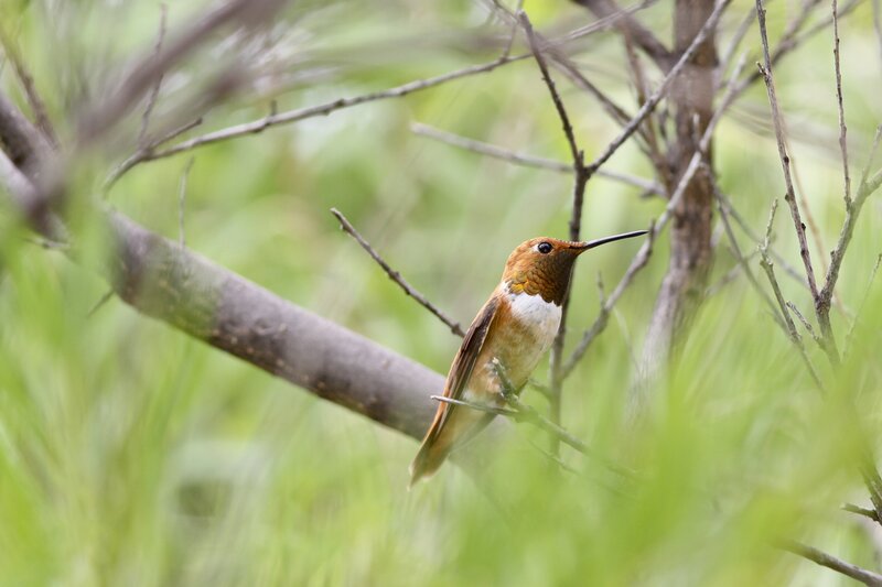 Hummingbird on Branch — Brown, Calm, Morning