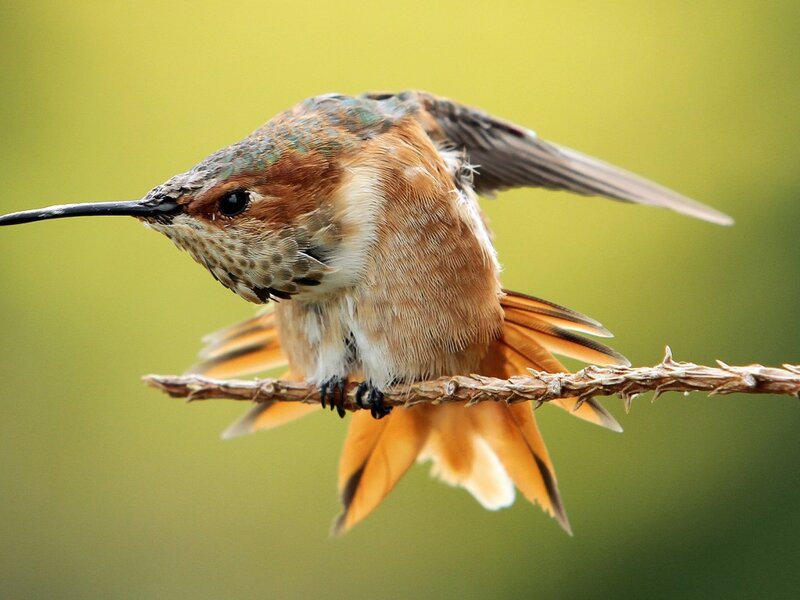 Hummingbird on Branch — Brown, Calm, Photograph, Feathers