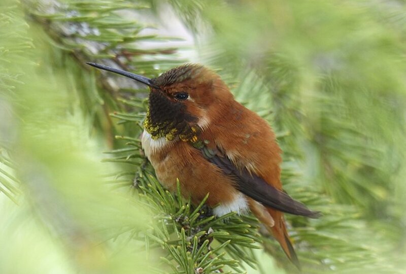 Hummingbird on Branch — Brown, Calm, Photograph, Green Needles