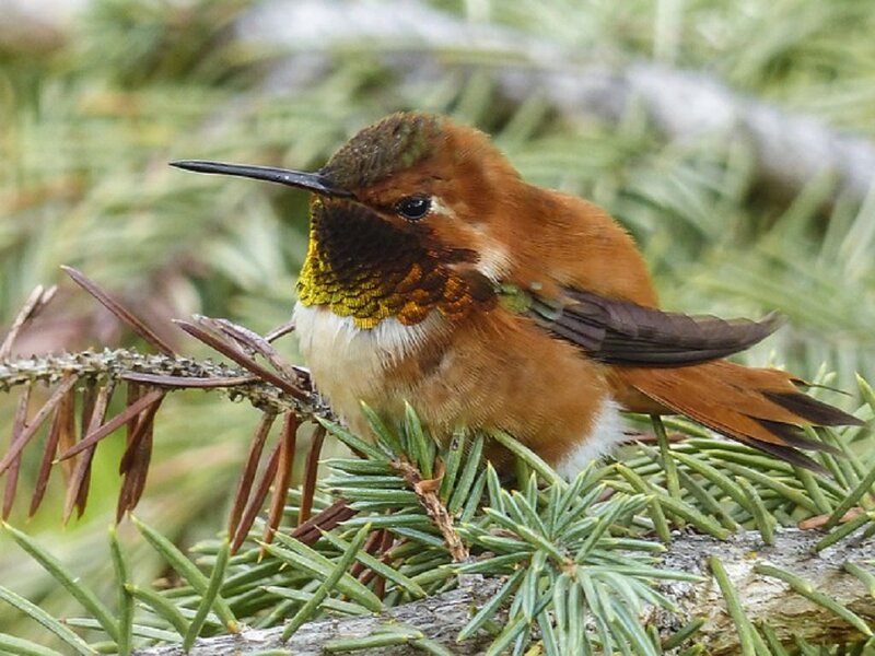 Hummingbird on Branch — Brown, Calm, Photograph, Pine Needles