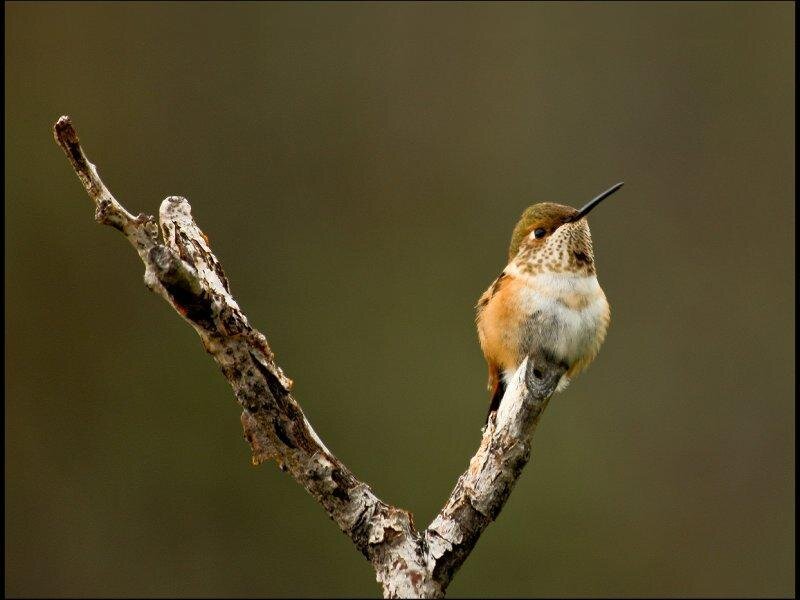 Hummingbird on Branch — Brown