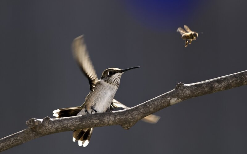 Hummingbird on Branch — Gray