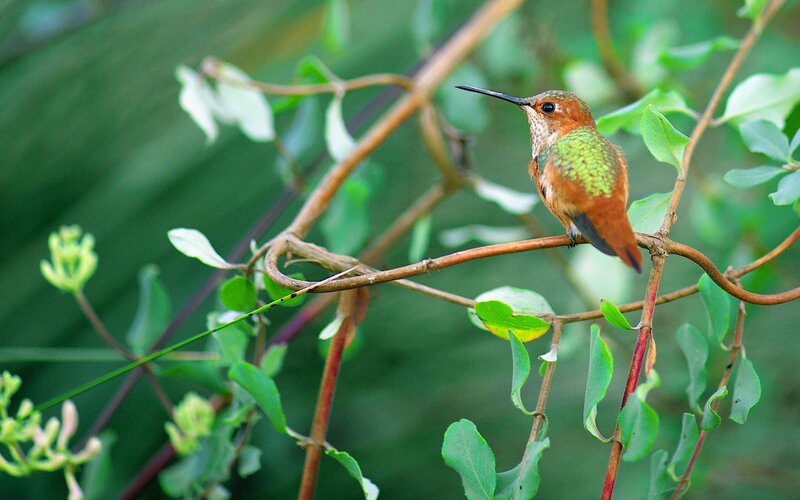 Hummingbird on Branch — Green, Calm, Afternoon, Photograph, Leaves