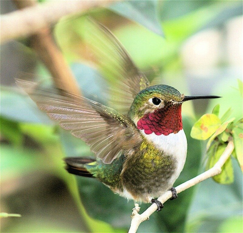 Hummingbird on Branch — Green, Calm, Afternoon, Photograph