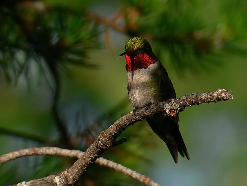 Hummingbird on Branch — Green, Calm, Afternoon