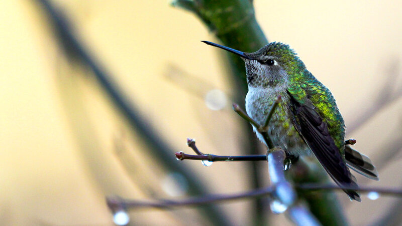 Hummingbird on Branch — Green, Calm, Morning, Photograph, Droplet