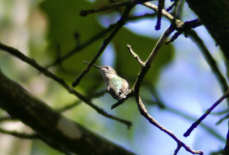 Hummingbird on Branch — Green, Calm, Morning, Photograph, Leaf