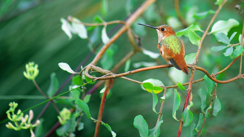 Hummingbird on Branch — Green, Calm, Morning, Photograph, Leaves, Flowers