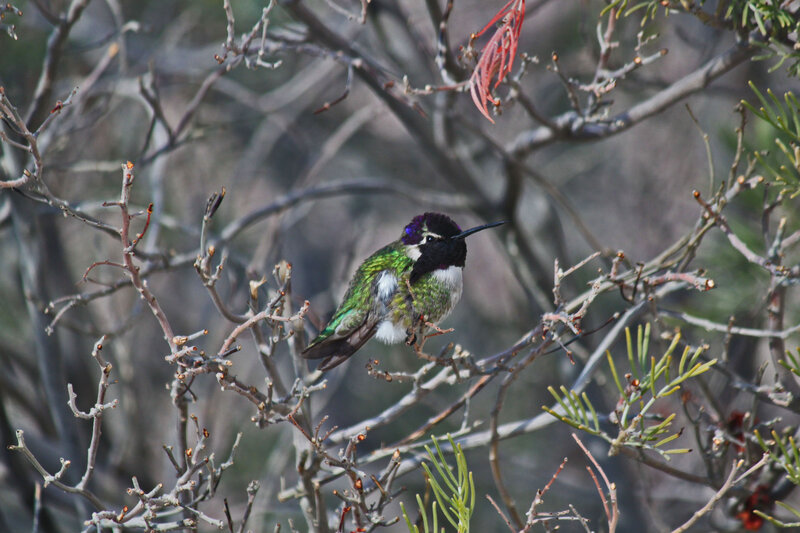 Hummingbird on Branch — Green, Calm, Morning, Photograph, Leaves