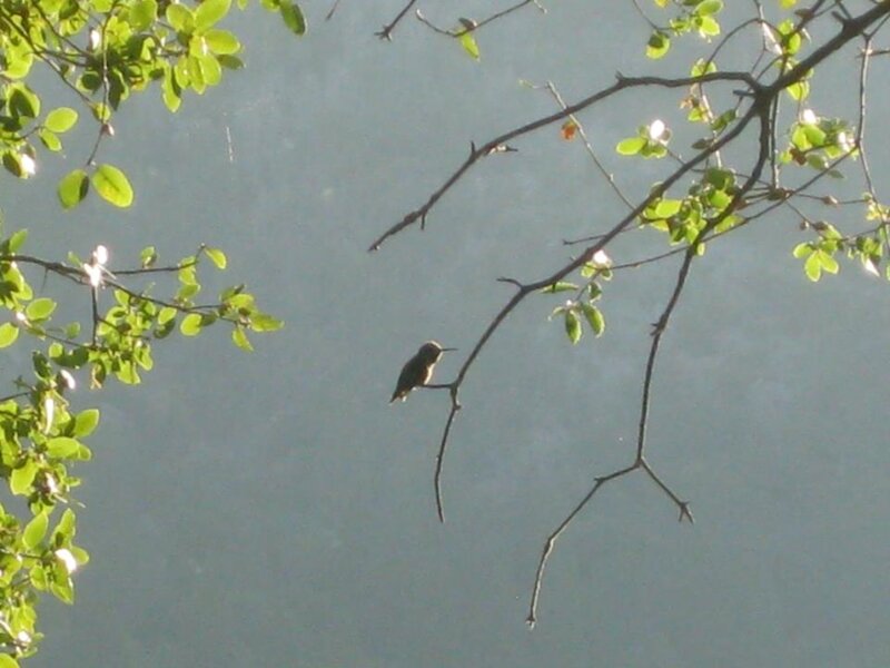 Hummingbird on Branch — Green, Calm, Morning, Photograph
