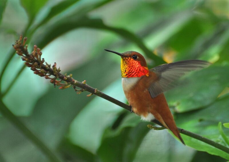 Hummingbird on Branch — Green, Calm, Photograph, Flowers