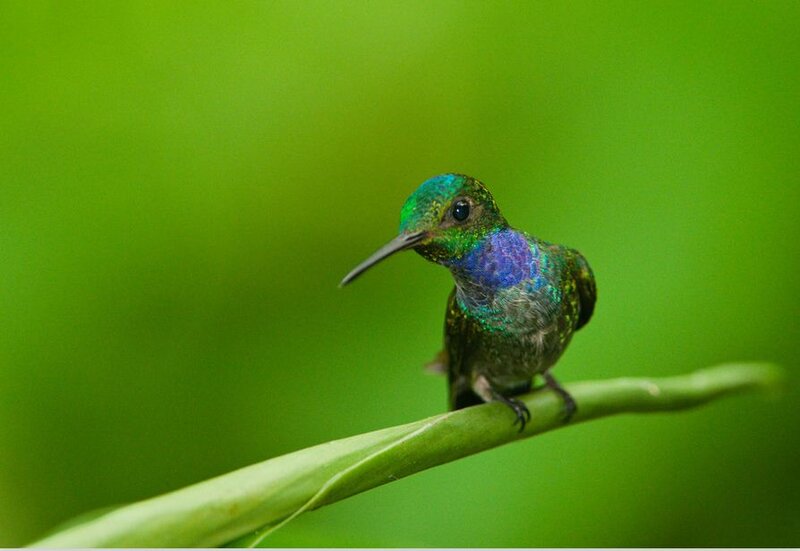 Hummingbird on Branch — Green, Calm, Photograph, Green Background