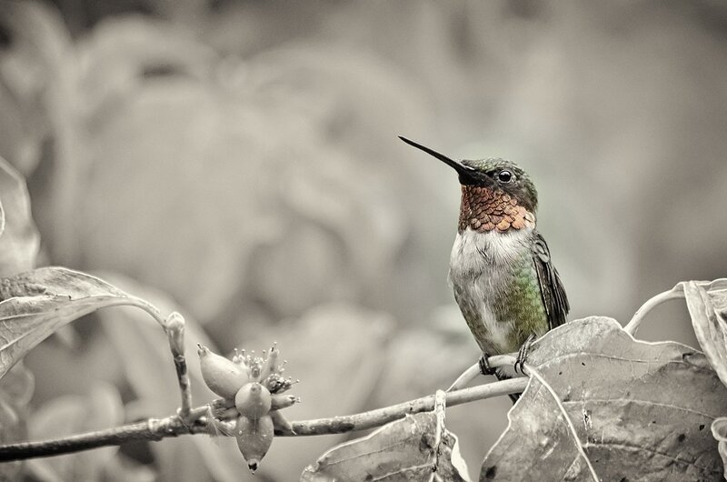 Hummingbird on Branch — Green, Calm, Photograph, Leaf, Flower