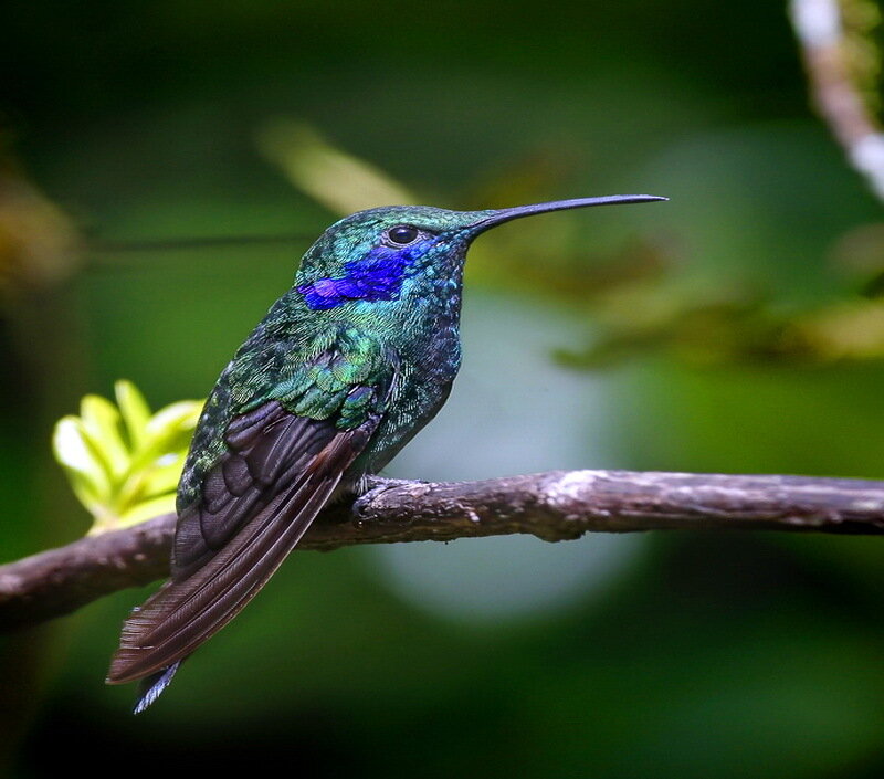 Hummingbird on Branch — Green, Calm, Photograph, Leaf