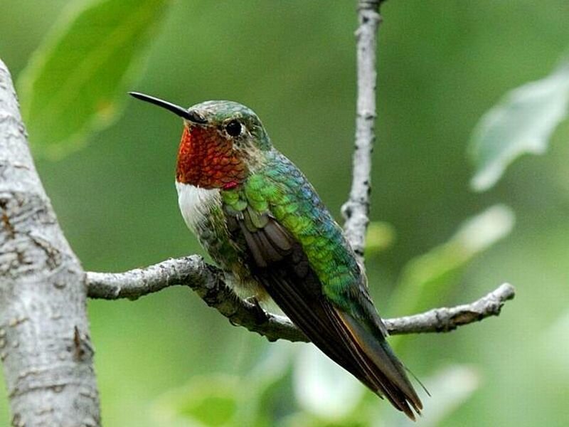 Hummingbird on Branch — Green, Calm, Photograph, Leaves