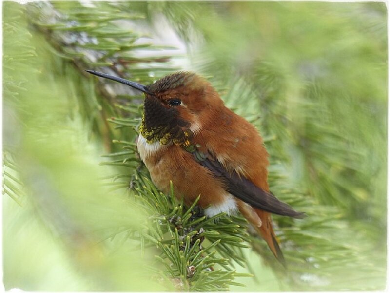 Hummingbird on Branch — Green, Calm, Photograph, Pine Needles