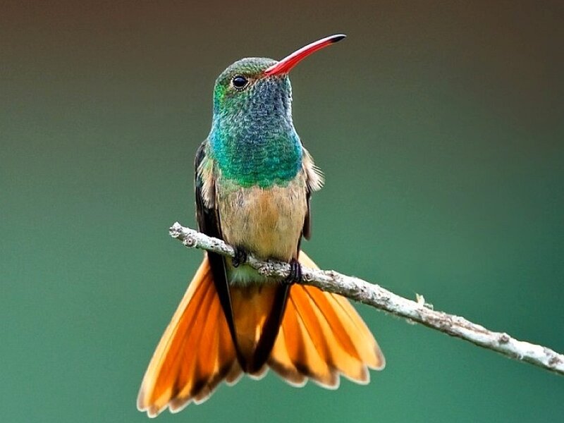 Hummingbird on Branch — Green, Calm, Photograph