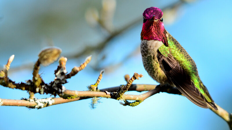 Hummingbird on Branch — Green, Calm, Spring, Photograph, Sky