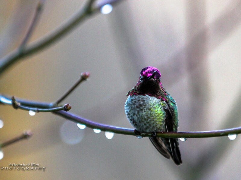 Hummingbird on Branch — Green, Calm, Spring, Photograph