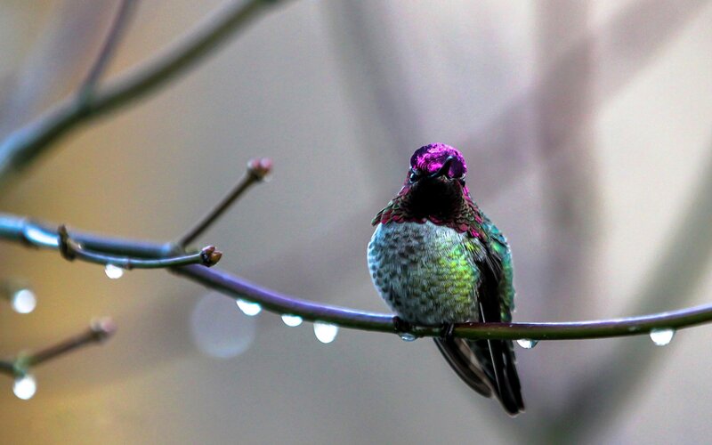 Hummingbird on Branch — Green, Calm, Spring