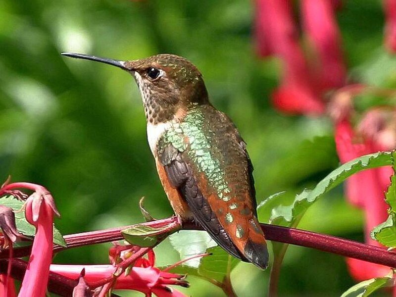 Hummingbird on Branch — Green, Calm