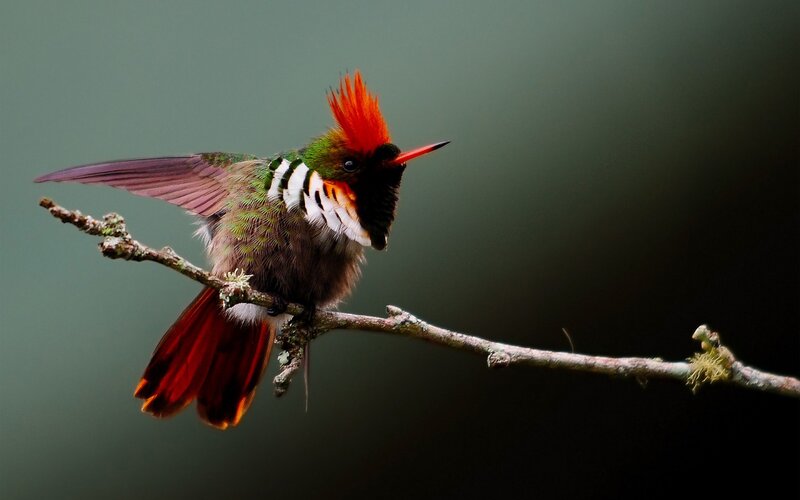 Hummingbird on Branch — Green, Dramatic, Photograph