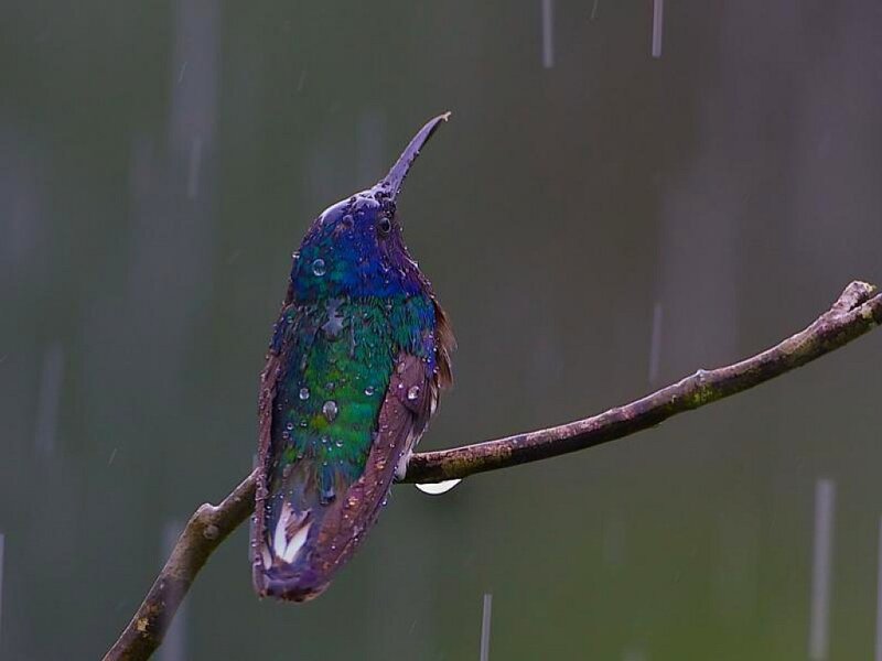 Hummingbird on Branch — Green, Dramatic