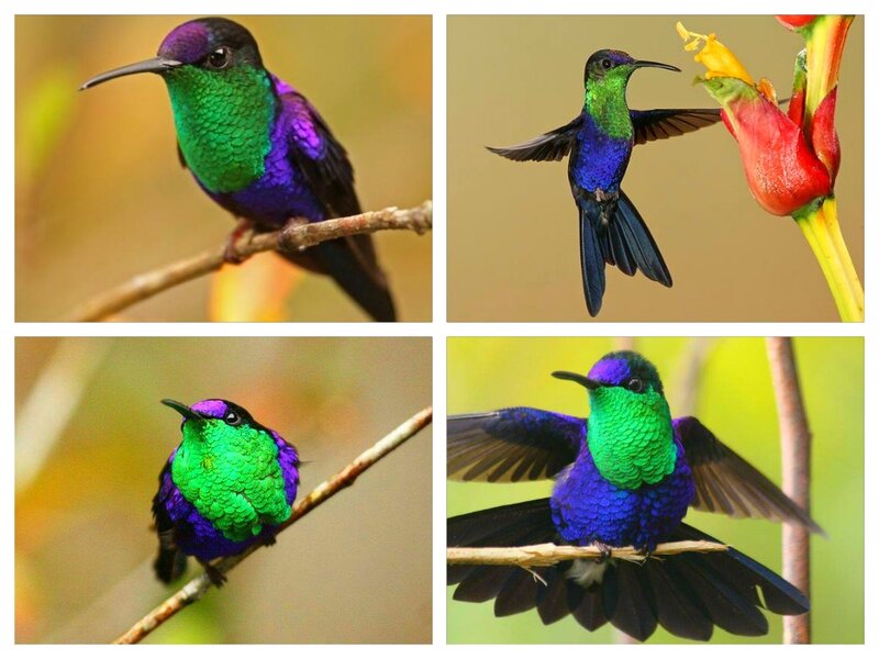 Hummingbird on Branch — Green, Natural