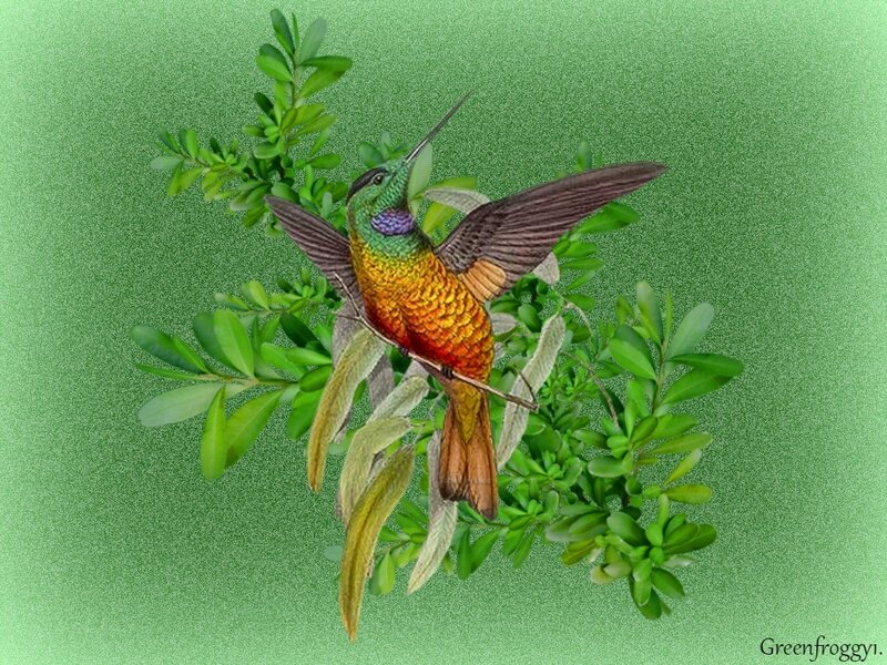 Hummingbird on Branch — Green, Serene, Digital Art