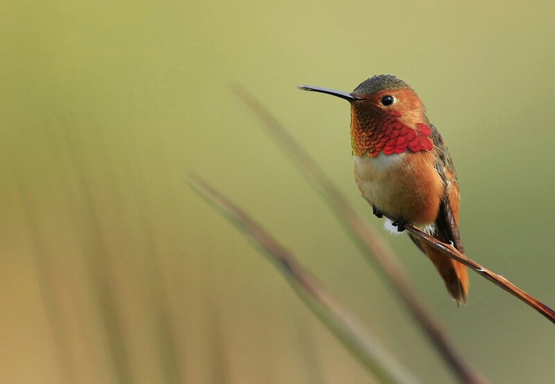 Hummingbird on Branch — Green, Serene, Morning