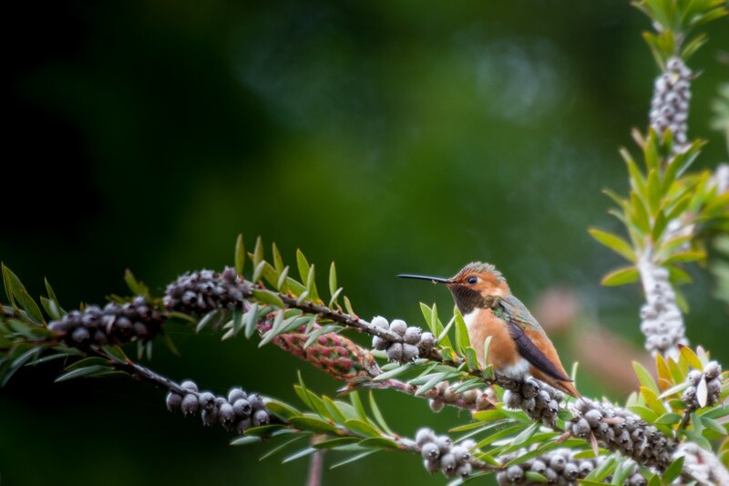 Hummingbird on Branch — Green, Serene, Photograph, Leaves, Berries