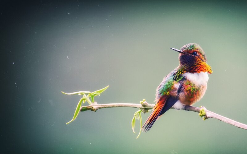 Hummingbird on Branch — Green, Serene, Photograph, Leaves