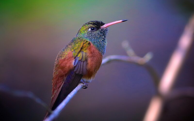 Hummingbird on Branch — Green, Serene, Photograph