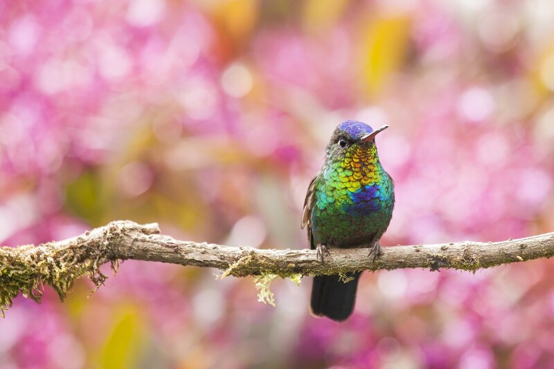 Hummingbird on Branch — Green, Serene, Spring, Photograph, Flowers, Moss