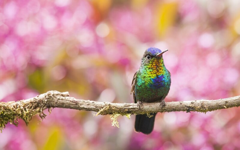 Hummingbird on Branch — Green, Serene, Spring, Photograph, Flowers