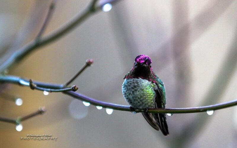 Hummingbird on Branch — Green, Serene, Spring, Photograph