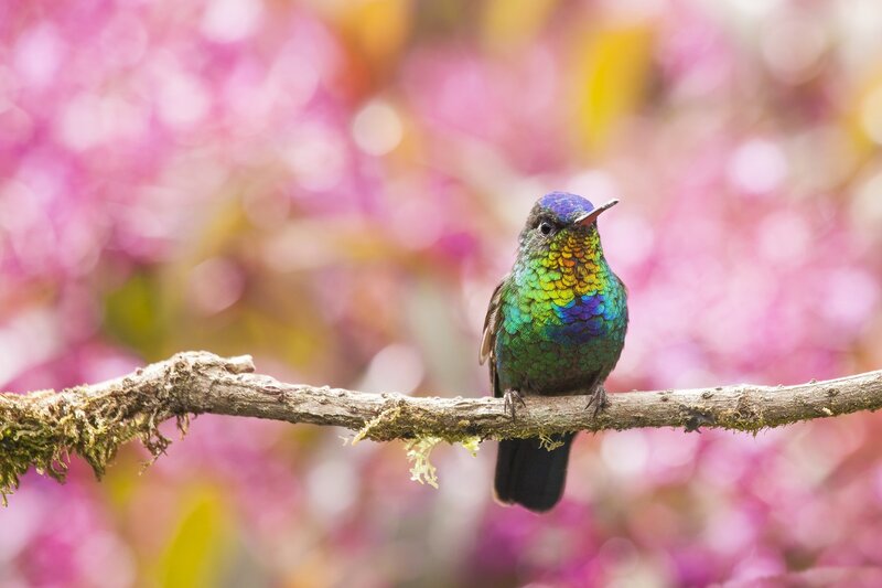 Hummingbird on Branch — Green, Serene, Spring