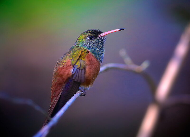 Hummingbird on Branch — Green, Serene